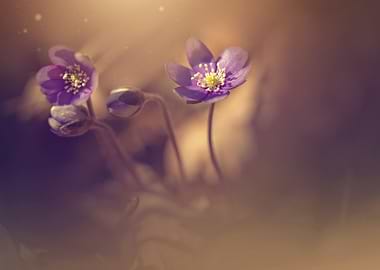 Purple macro flower,forest