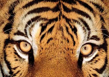 Tiger face