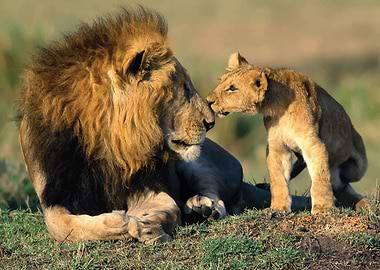 Lion cute