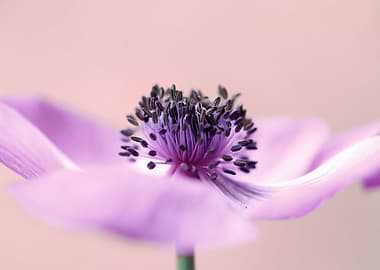 Anemone flowers