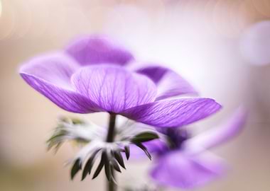 Anemone flowers