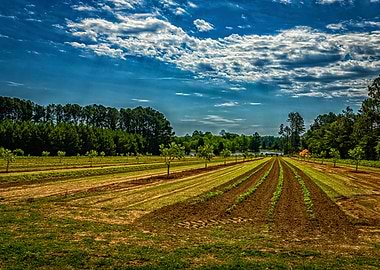 Georgia Pecan Tree Orchard