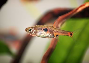 Dwarf Rasbora maculata