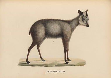 Vintage Animal Structure