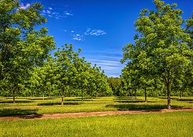 Georgia Pecan Tree Orchard