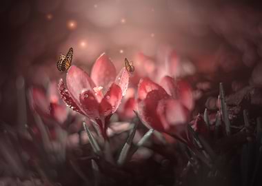 Red crocuses,spring garden