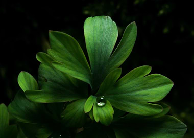 Droplet on a leaf