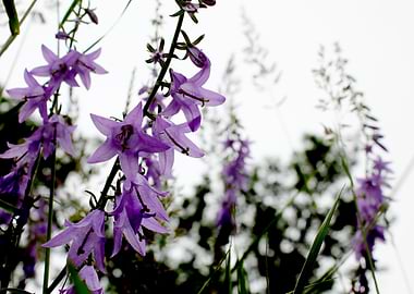 Purple Meadow Plants