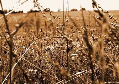 Summer Meadow Sepia