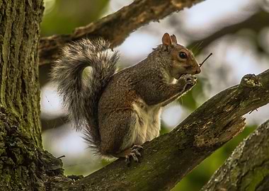 Squirrel nibbles
