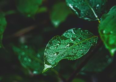 Dark mood in the garden