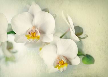 White orchid flowers