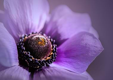 Purple anemone, macro