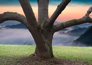 The big tree in the park