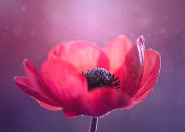Red beautiful anemone