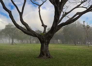 The big tree in the park