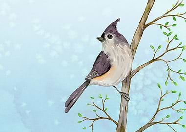 Tufted titmouse watercolor