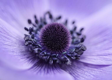 Anemone