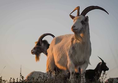 Goats
