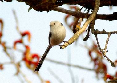 Long tailed tit