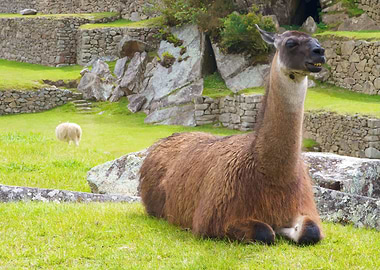 LLama