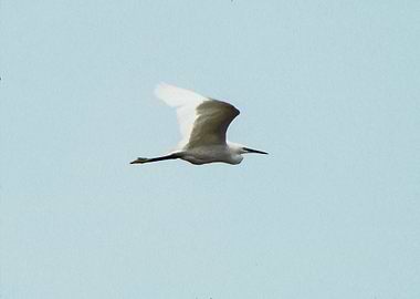 Flying egret