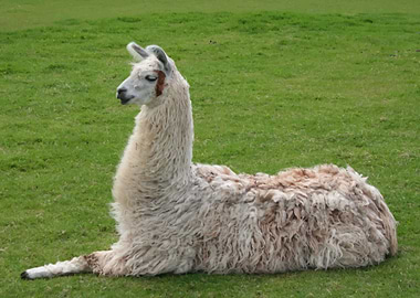 LLama