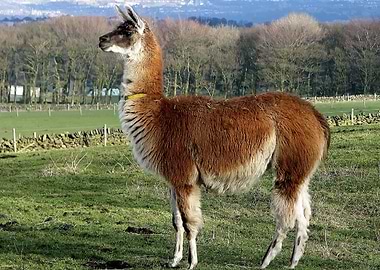 LLama