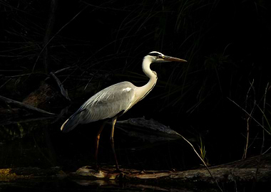 Grey heron