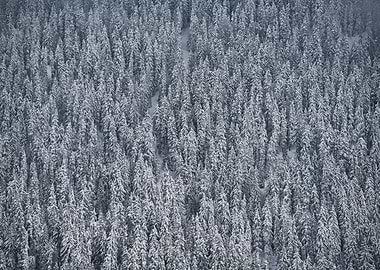 Snow covered forest