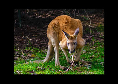Kangaroo