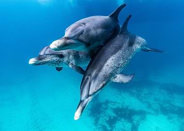 Dolphin love