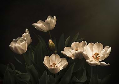 White Tulip Still Life