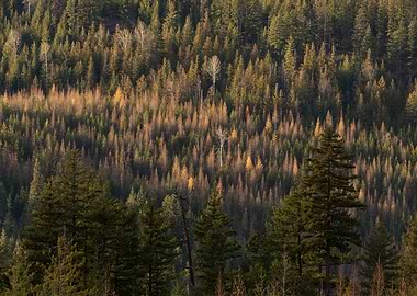 Fall sun evening forest