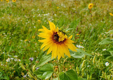 A big sunflower with a bum