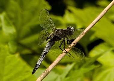 Dragonfly