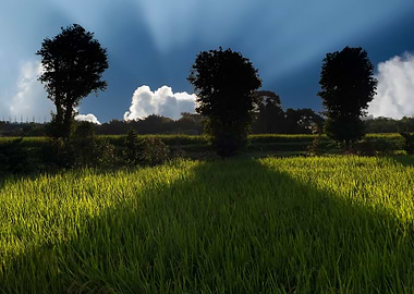 Paddy Field