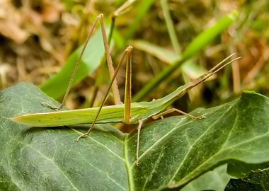 Cone headed grasshopper