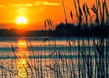 lake sunset hollyhock leav