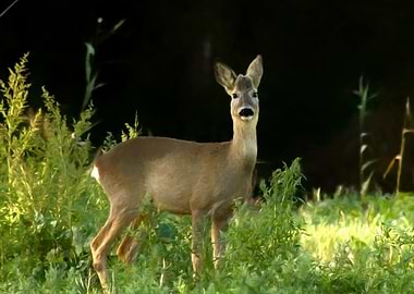 Roe deer