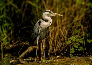 Grey heron