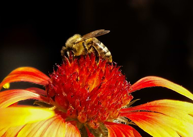 Bee on a flower