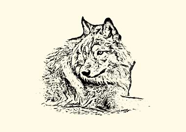 Grey wolf