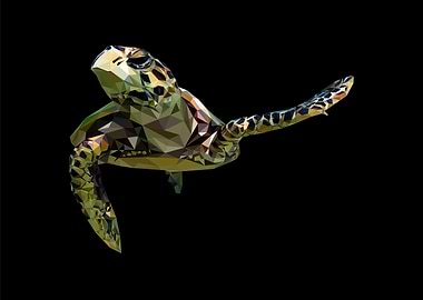 tortoise nursery animal