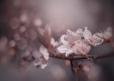 Pink Cherry blossom, macro