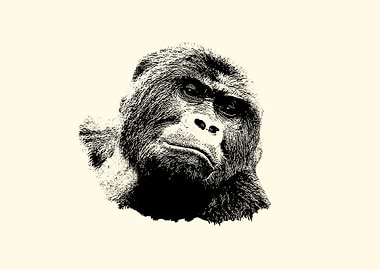 Gorilla portrait