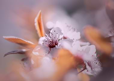 Pink Cherry blossom, macro