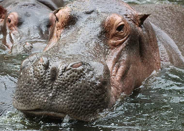 Close up Hippo