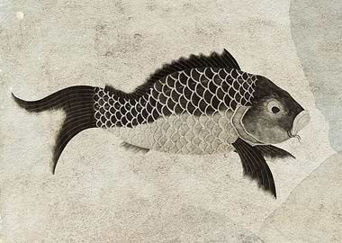Carp fish black and white