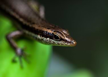 The skink